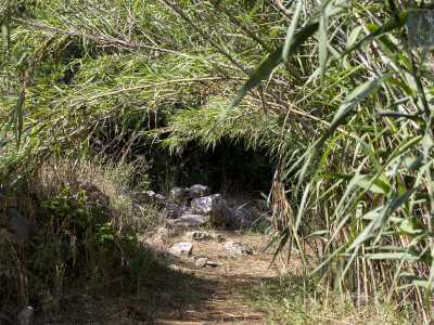 Ci inoltriamo in una vegetazione sempre pi� invadente: davanti a noi una lussureggiante porzione di canneto si curva fino a creare una sorta di tunnel